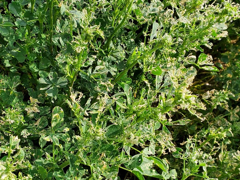 Increased activity and damage from alfalfa weevils.