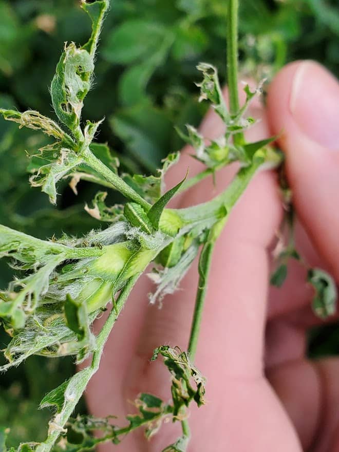 Alfalfa weevil activity on healthy alfalfa plant stem.