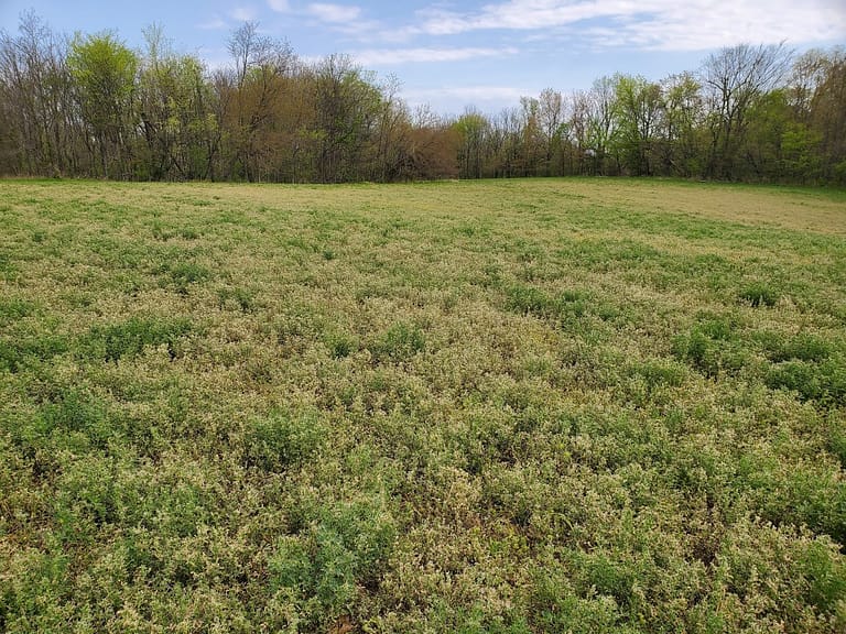 Major damage to a 2nd year field caused by alfalfa weevil feeding.