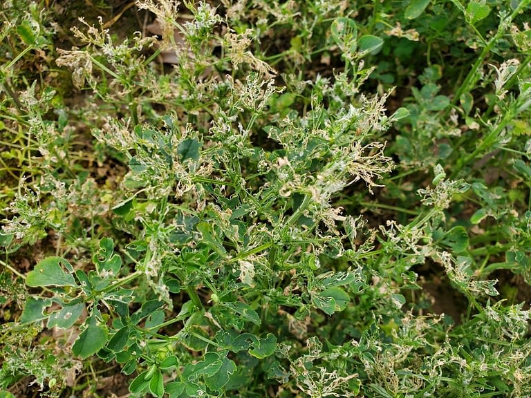 Alfalfa weevil feeding damage to otherwise healthy plant.